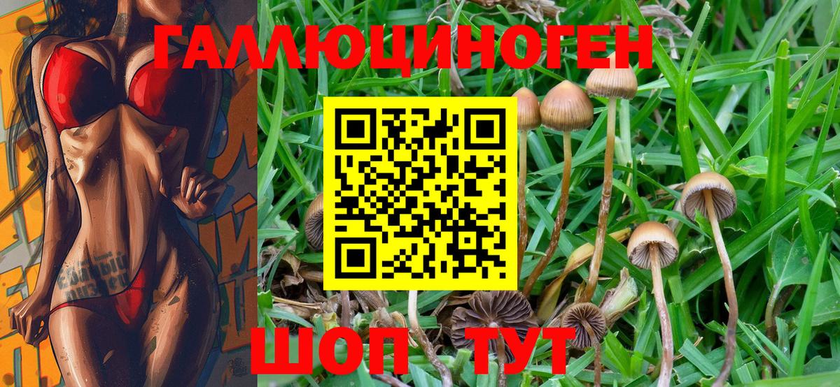 Галлюциногенные грибы Psilocybe Новороссийск